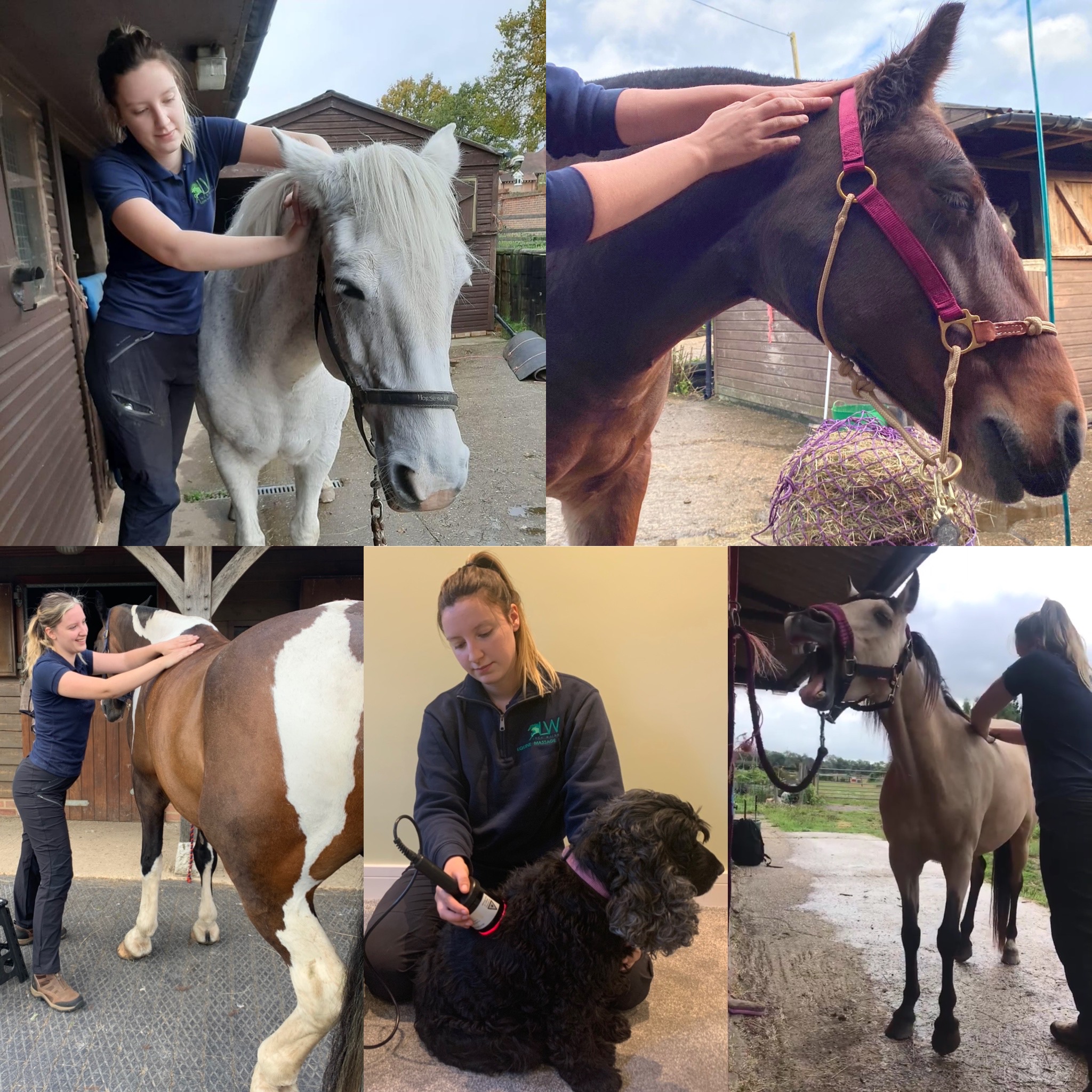 Lucy Walsh Veterinary Physiotherapy